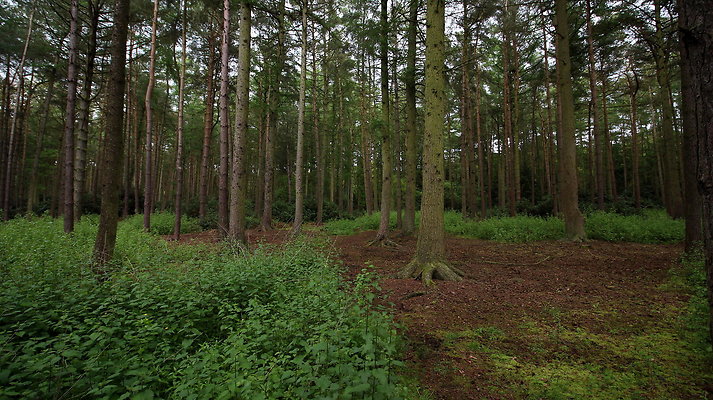 cholmondley027 cholmondley027