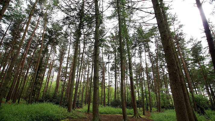 cholmondley037 cholmondley037