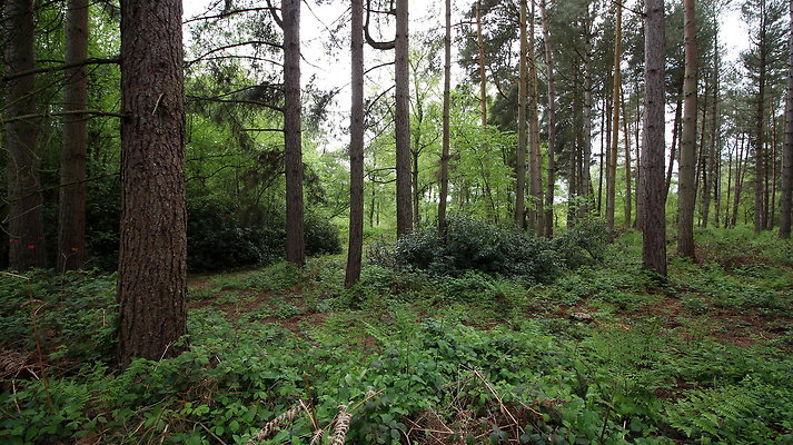 cholmondley021 cholmondley021