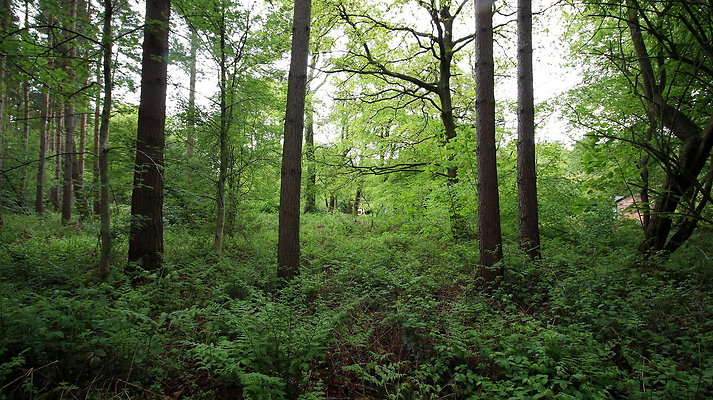 cholmondley012 cholmondley012
