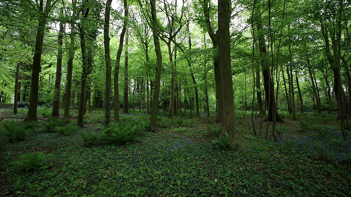 cholmondley048 cholmondley048