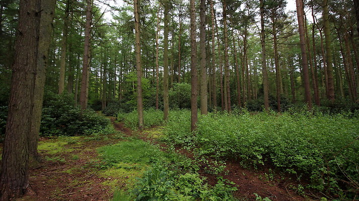 cholmondley030 cholmondley030