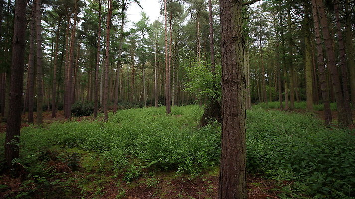 cholmondley025 cholmondley025