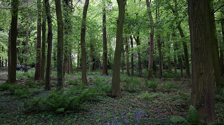 cholmondley050 cholmondley050