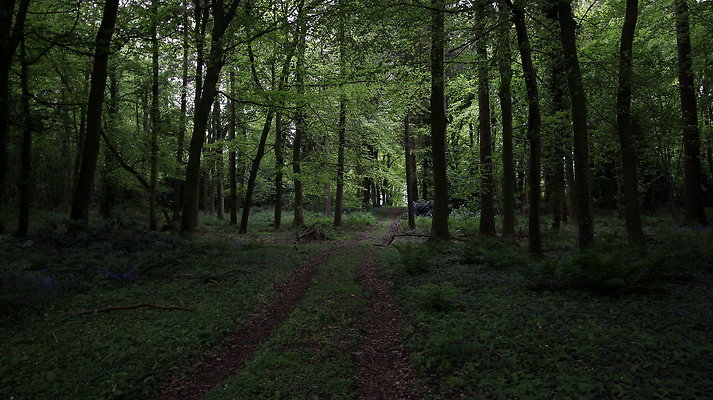 cholmondley054 cholmondley054