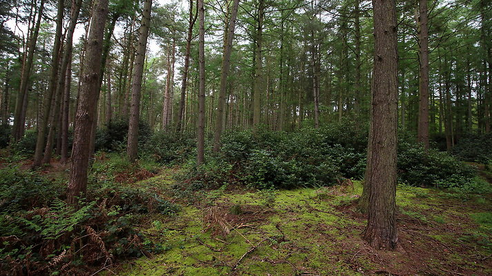 cholmondley034 cholmondley034