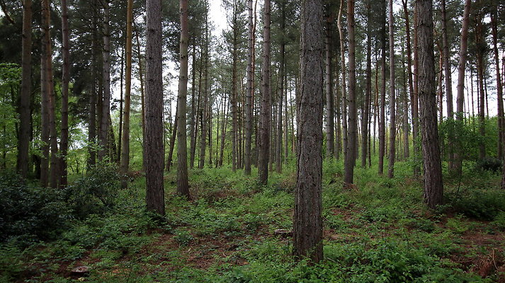 cholmondley018 cholmondley018