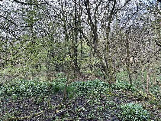 daisynook039 daisynook039