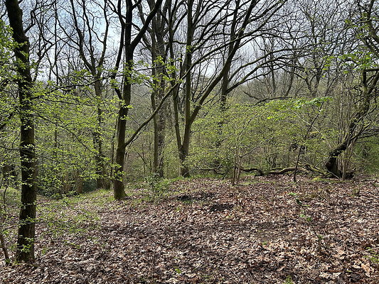 daisynook004 daisynook004