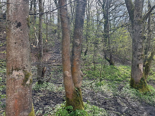 daisynook013 daisynook013