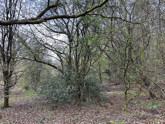 daisynook056 daisynook056