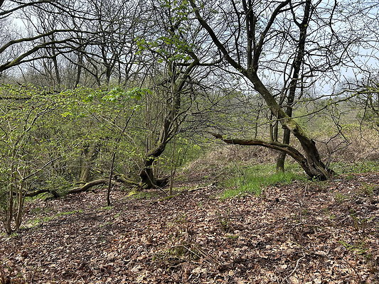 daisynook003 daisynook003