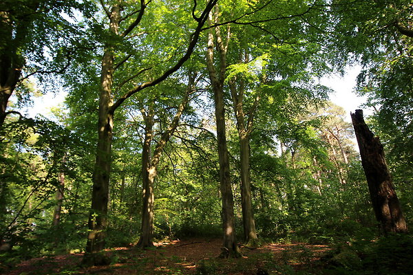 HawardenEstate026