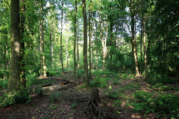 HawardenEstate007