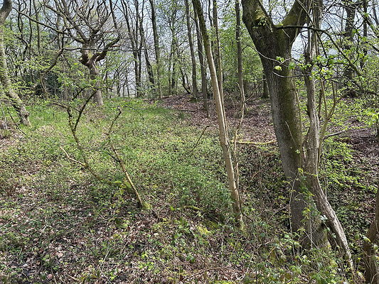 daisynook008 daisynook008