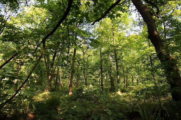 HawardenEstate016
