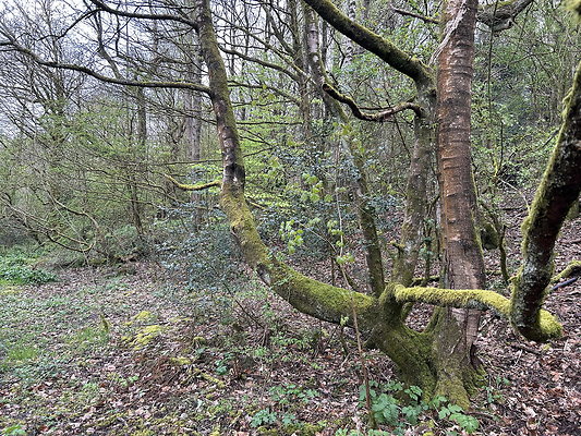 daisynook049 daisynook049