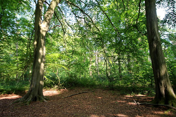 HawardenEstate030
