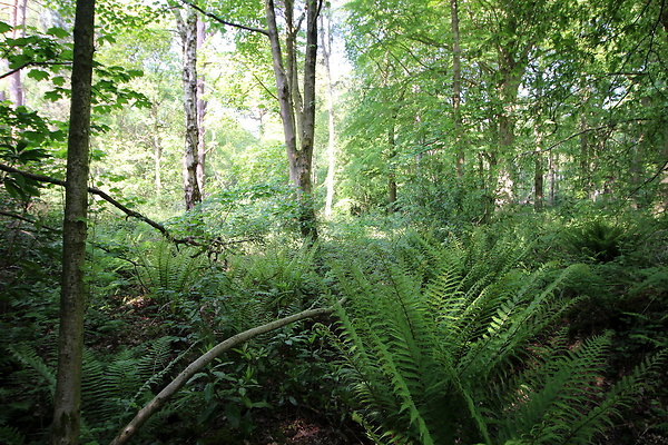 HawardenEstate021