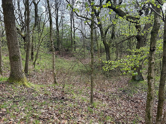 daisynook006 daisynook006