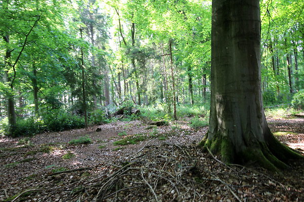 HawardenEstate052