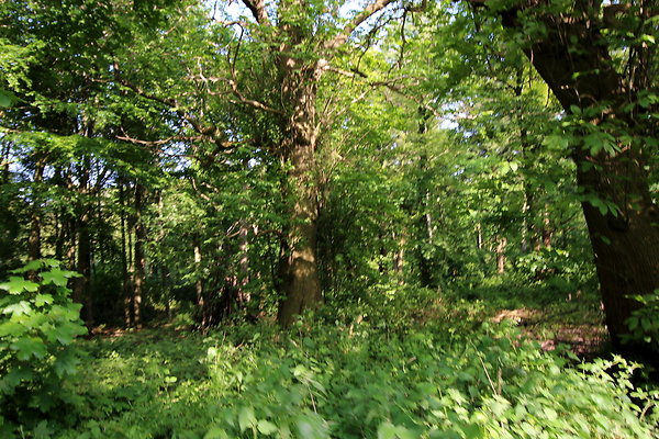 HawardenEstate005