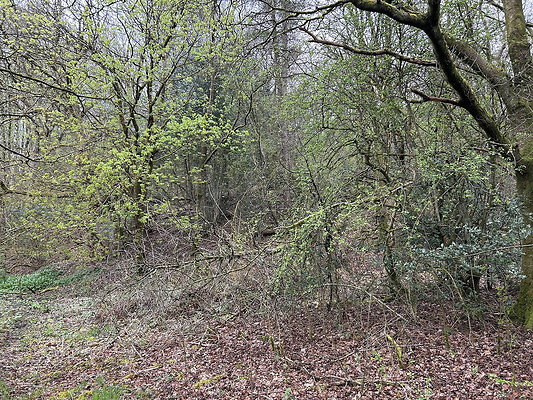 daisynook054 daisynook054