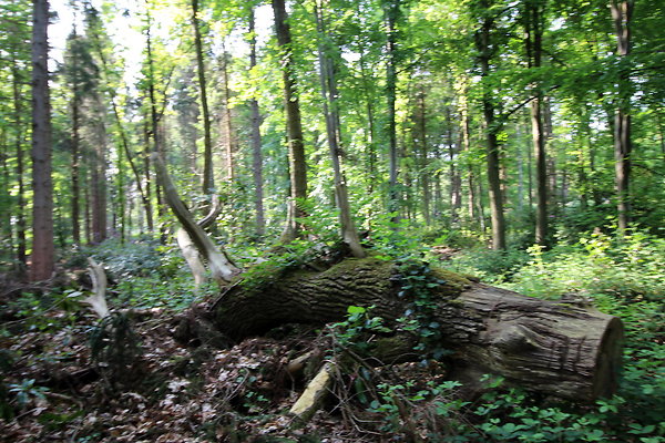 HawardenEstate055