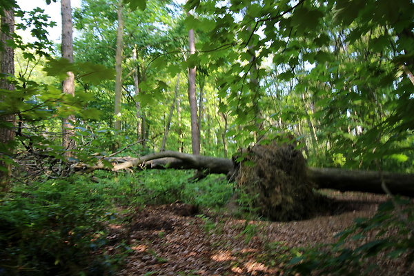 HawardenEstate040