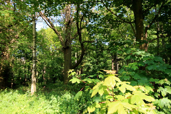 HawardenEstate003