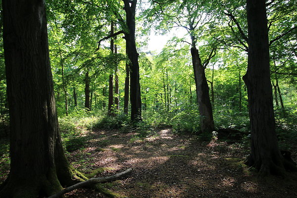 HawardenEstate032
