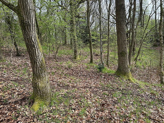 daisynook005 daisynook005