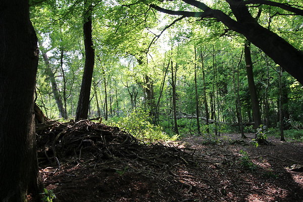 HawardenEstate066 HawardenEstate066