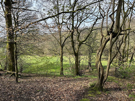 daisynook019 daisynook019