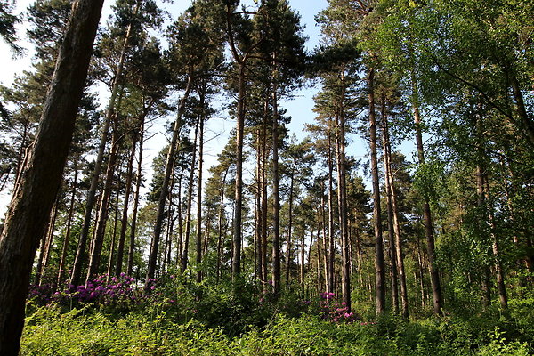 HawardenEstate004