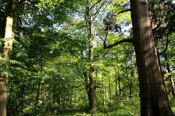 HawardenEstate012