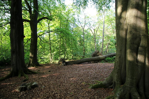 HawardenEstate035