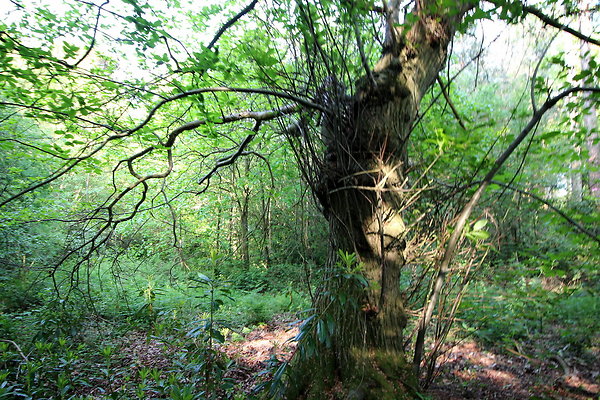 HawardenEstate083 HawardenEstate083