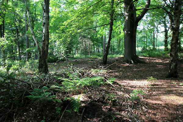 HawardenEstate049