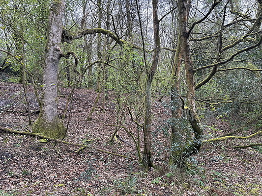 daisynook050 daisynook050