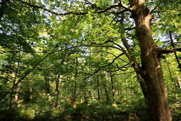 HawardenEstate015