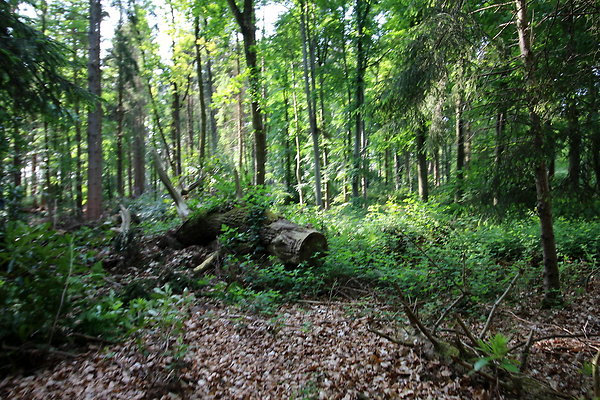 HawardenEstate054