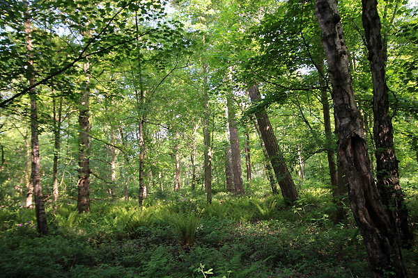 HawardenEstate018