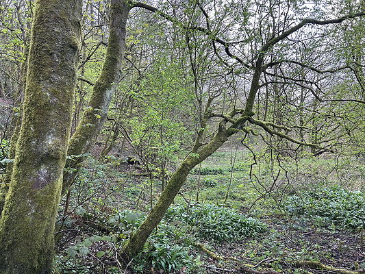 daisynook037 daisynook037