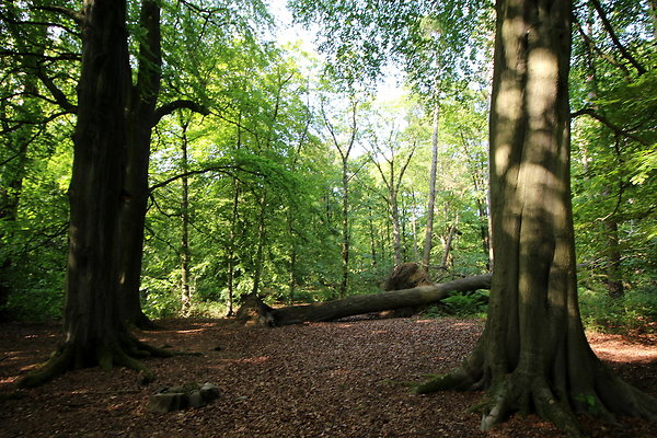 HawardenEstate034