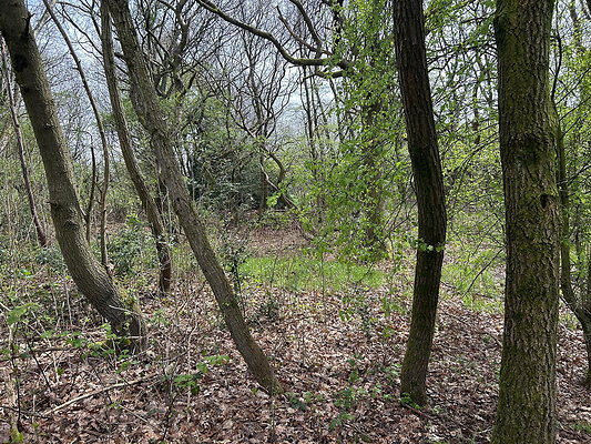 daisynook002 daisynook002