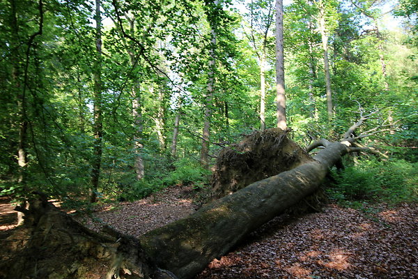 HawardenEstate037