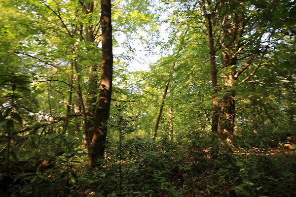 HawardenEstate044