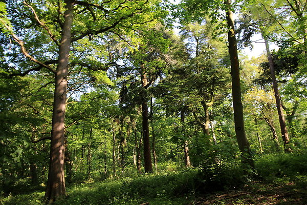 HawardenEstate011