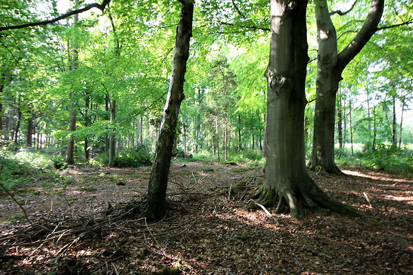 HawardenEstate050